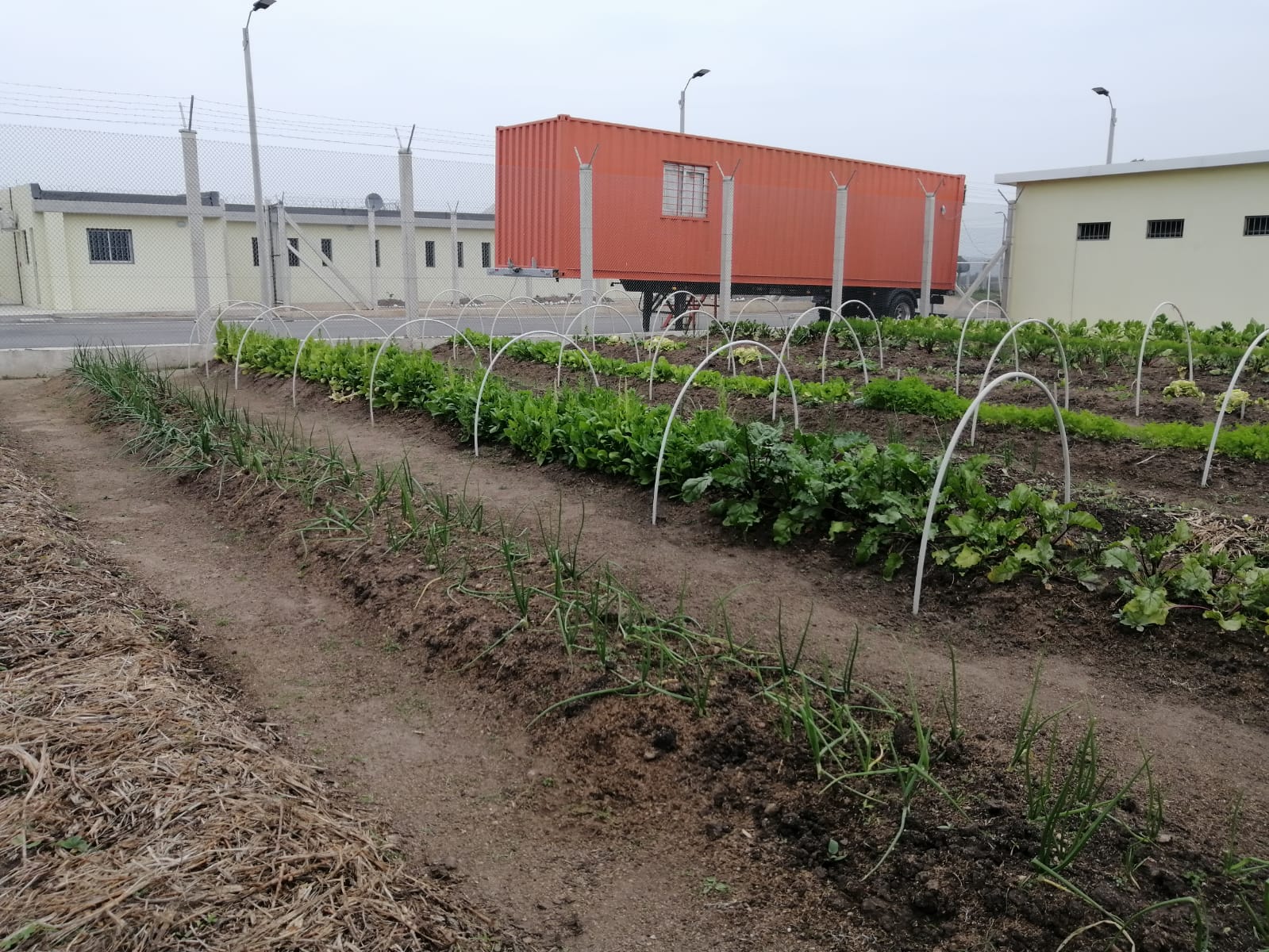 Huerta orgánica en la UNIDAD Nª 29 del INR de FLORIDA